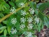 Wild Angelica (Angelica triquinata) - described as closely resembling the very poisoness Water Hemlock (Cicuta maculata)