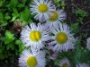 Philadelphia Fleabane (Erigeron philadelphicus)