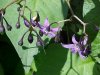 Bittersweet Nightshade; Climbing Nightshade; Deadly Nightshade (Solanum dulcamara)