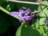 Bittersweet Nightshade; Climbing Nightshade; Deadly Nightshade (Solanum dulcamara)