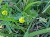 Black Medick (Medicago  lupulina)