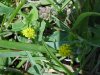 Black Medick (Medicago lupulina)