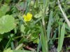 Yellow Wood Sorrel; Sour Grass (Oxalis stricta)