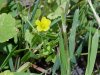 Yellow Wood Sorrel; Sour  Grass (Oxalis stricta)