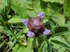 Heal-all; Self-heal (Prunella vulgaris)