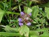 Heal-all; Self-heal (Prunella vulgaris)