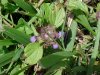 Heal-all; Self-heal (Prunella vulgaris)