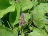 Heal-all; Self-heal (Prunella vulgaris)