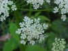 Wild Angelica (Angelica   triquinata) - described as closely  resembling the very poisoness Water Hemlock (Cicuta maculata)