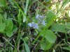 Germander Speedwell; Bird's-eye Speedwell (Veronica chamaedrys)