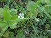 Mouse-ear Chickweed (Cerastium fontanum)