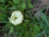 Oxeye Daisy (Leucanthemum vulgare)