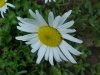 Oxeye Daisy (Leucanthemum vulgare)