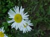 Oxeye Daisy (Leucanthemum vulgare)