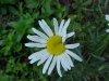 Oxeye Daisy (Leucanthemum vulgare)