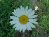 Oxeye Daisy (Leucanthemum vulgare)