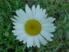 Oxeye Daisy (Leucanthemum vulgare)