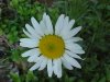 Oxeye Daisy (Leucanthemum vulgare)