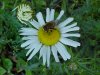 Oxeye Daisy (Leucanthemum vulgare)