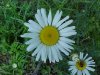 Oxeye Daisy (Leucanthemum vulgare)