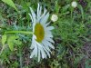 Oxeye Daisy (Leucanthemum vulgare)