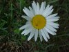 Oxeye Daisy (Leucanthemum vulgare)