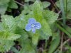 Germander Speedwell; Bird's-eye  Speedwell (Veronica chamaedrys)