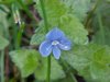 Germander Speedwell; Bird's-eye Speedwell (Veronica chamaedrys)