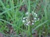 English Plaintain (Plantago  lanceolata)