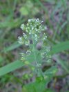 Penny Cress (Thlaspi arvense)