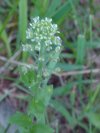 Penny Cress (Thlaspi arvense)