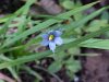Blue-eyed Grass (Sisyrinchium angustifolium)