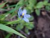 Blue-eyed Grass (Sisyrinchium angustifolium)