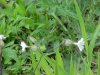 White Campion; Evening Lychnis; White Cockle (Silene latifolia, Silene Alba)