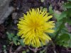 Common Dandelion (Taraxacum officinale)