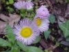 Philadelphia Fleabane (Erigeron philadelphicus)