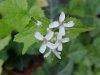 Garlic Mustard (Alliaria petiolata)