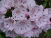 Mountain Laurel (Kalmia latifolia)
