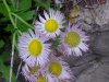 Philadelphia Fleabane (Erigeron philadelphicus)