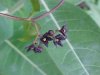 Black swallow-wort (Cynanchum nigrum; Cynanchum rossicum)