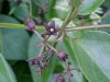 Black swallow-wort (Cynanchum nigrum; Cynanchum rossicum)