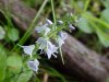 Common Speedwell (Veronica officinalis)