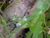 Common Speedwell (Veronica officinalis)