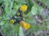 Yellow Hawkweed; King Devil (Hieracium caespitosum; Hieracium pratense; Hieracium floribundum)