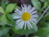 Philadelphia Fleabane (Erigeron philadelphicus)