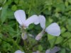 Dame's Rocket; Dame's Violet; Mother-of-the-Evening (Hesperis matronalis)