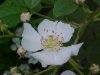 Multiflora Rose (Rosa multiflora)