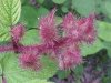 Of the Wild Red Raspberry family (Rubis idaeus)