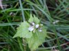 Garlic Mustard (Alliaria petiolata)