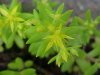 Stringy Stonecrop, Yellow Moss, Graveyard Moss (Sedum sarmentosum) - thanks to Gottfried Unger for correction: was misidentified as Wild Stonecrop (Sedum ternatum)